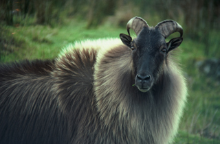 Himalayan tahr