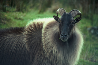 Himalayan tahr