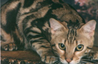 Bengal cat