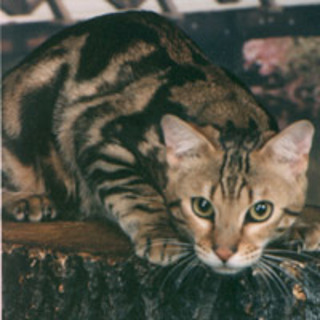 Bengal cat
