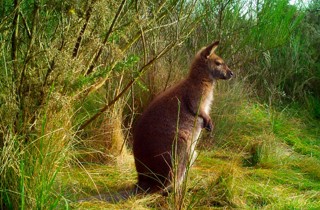 Wallaby