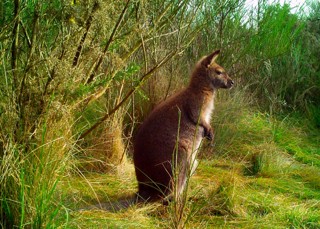 Wallaby