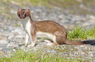 Stoat
