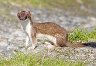 Stoat