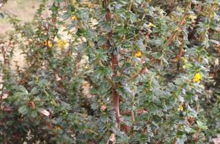 Darwin's barberry