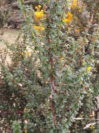 Darwin's barberry