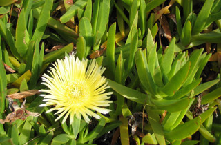 Ice plant