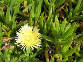 Ice plant