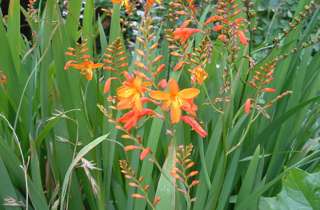 Montbretia