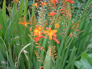 Montbretia
