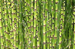 Rough horsetail