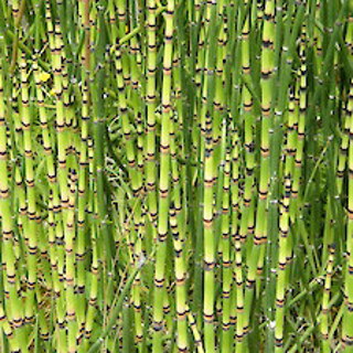 Rough horsetail