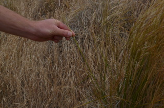 Chilean needle grass