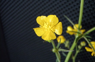 Giant buttercup