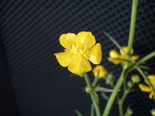 Giant buttercup