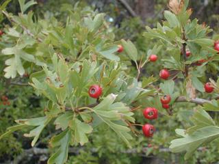 Hawthorn