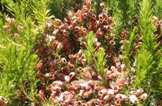 Spanish heath