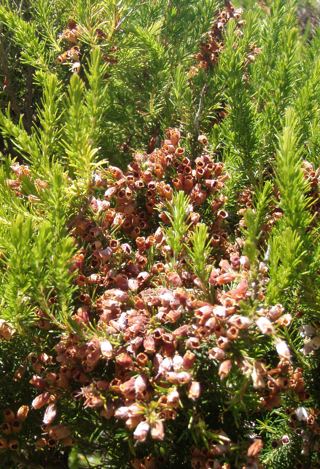 Spanish heath