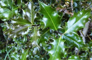 Holly