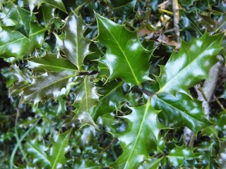 Holly