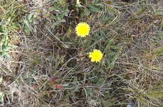 Hawkweed