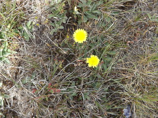 Hawkweed