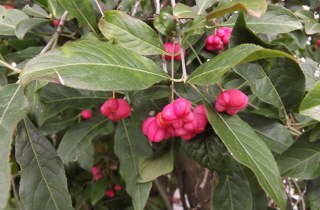 Spindle tree