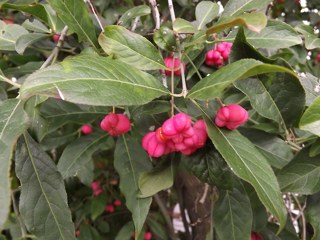 Spindle tree