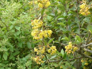 Barberry
