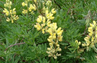Tree lupin