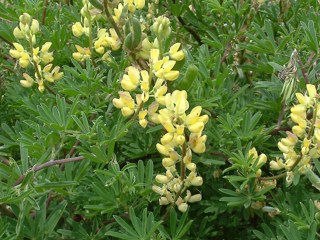 Tree lupin