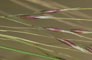 Chilean needle grass