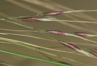 Chilean needle grass