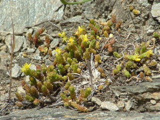Stonecrop