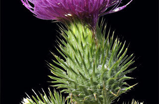 Scotch thistle