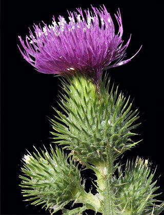 Scotch thistle