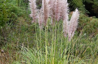 purple pampas