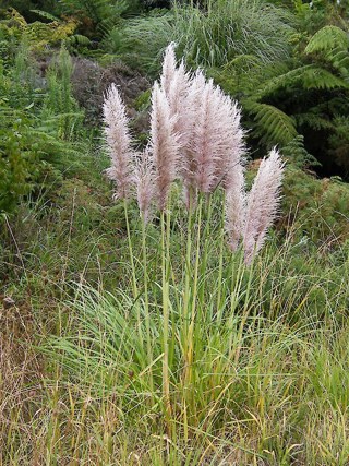 purple pampas