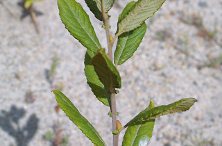 Grey willow