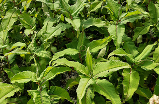 Himalayan knotweed
