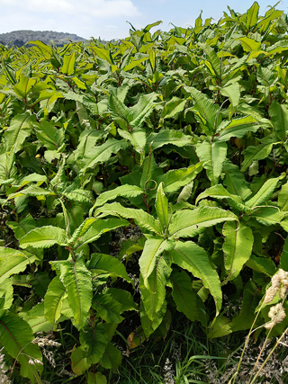 Himalayan knotweed