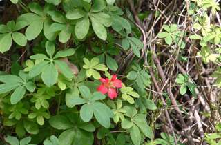 Chilean flame creeper