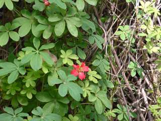 Chilean flame creeper