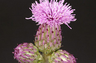 Californian thistle