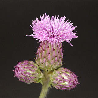 Californian thistle