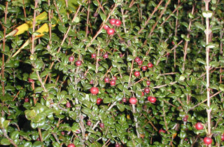 Chilean guava