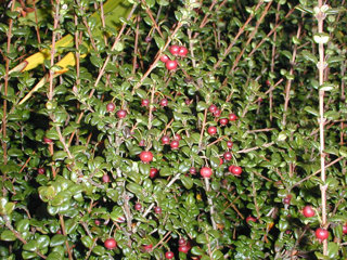 Chilean guava