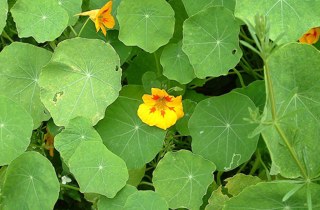 Nasturtium