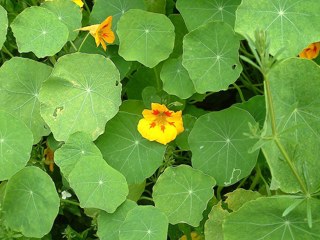 Nasturtium