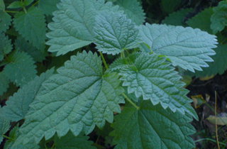 Perennial nettle